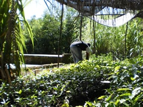 We've planted over 200k coffee trees in Haiti