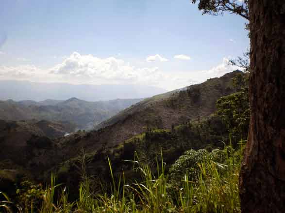 Reforesting Haitian Mountains w/ Coffee, Singing Rooster